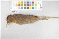 藏品(臺灣畫眉)的圖片